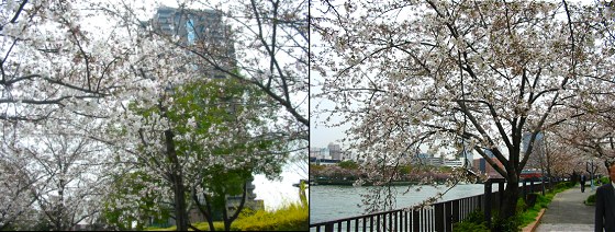 大川の桜