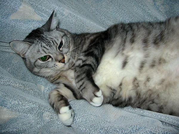 ウチのネコ