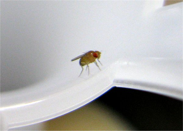 効き目バツグン!コバエ取り