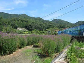 䏊[߂񂢂Ȃ